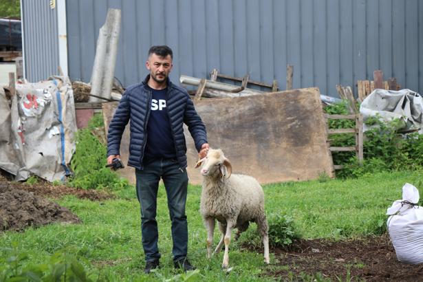 Bolu'daki kurban pazarlarında hareketlilik başladı