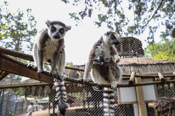 Lemur ailesinin yeni üyesi Zabumafu oldu