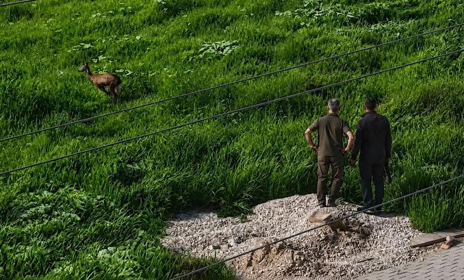 Kırşehir'de kent merkezine inen karaca kamerada