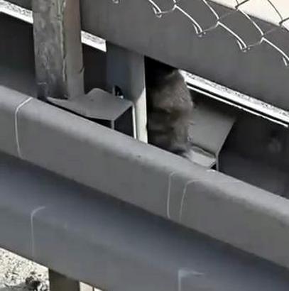 Avcılar’da metrobüs yolundaki bariyerlere giren kedi kurtarıldı