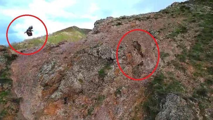 Kartal, ayı ve yavrularını takip etti; o anlar dronla görüntülendi