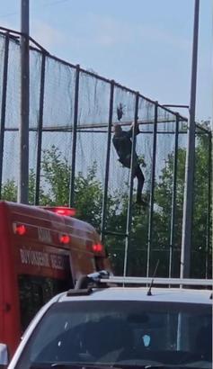 Fileye takılan kargayı itfaiye kurtardı