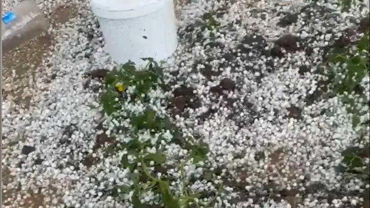 Nusaybin’de dolu yağışı tarım alanlarına zarar verdi