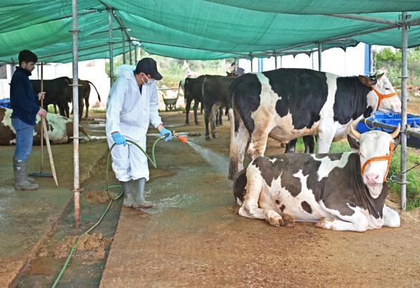Büyükşehir'den kurban satış alanlarında ilaçlama