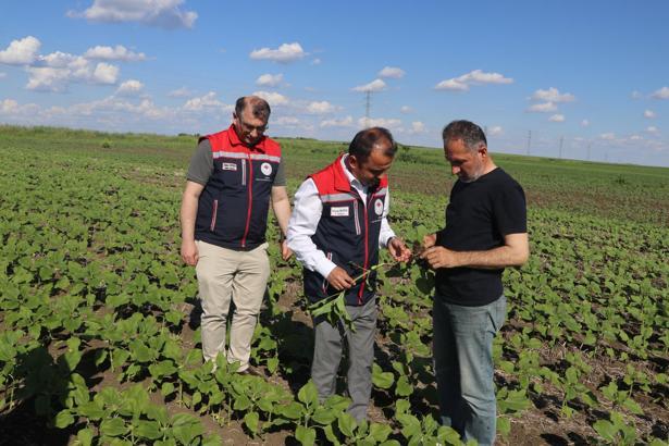 Edirne’de anıza ekilen ayçiçeği yerinde incelendi
