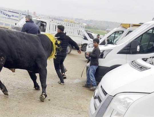 Canlı hayvan borsasında kaçan boğa paniğe neden oldu; o anlar kamerada