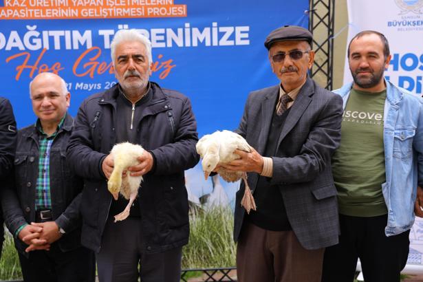 Samsun Büyükşehir Belediyesi’nden üreticilere kaz desteği