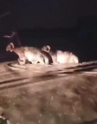 Hatay'da sağanak; hayvan pazarını su bastı