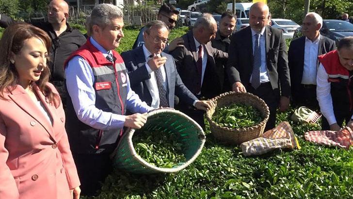 Artvin'de çay hasadı başladı
