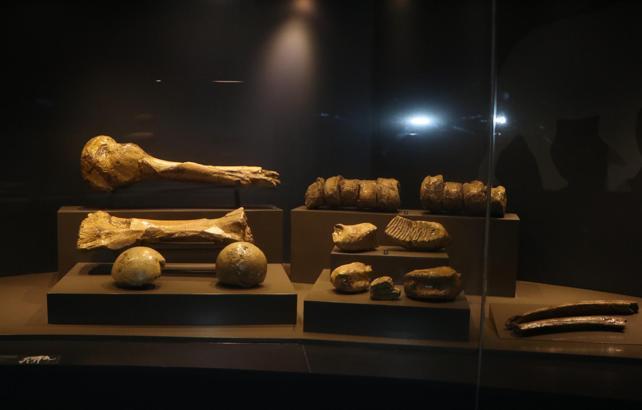 500 bin yıllık mamut fosilinin de sergilendiği müzeyi yaklaşık 100 bin kişi gezdi / Ek fotoğraflar