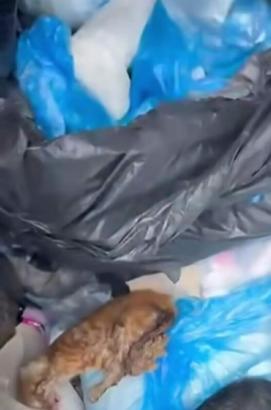 İzmir'de 33 kedinin ölü bulunması ile ilgili gözaltına alınan veteriner adliyede