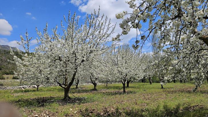 Bucak’ta üreticiye kiraz sineği uyarısı