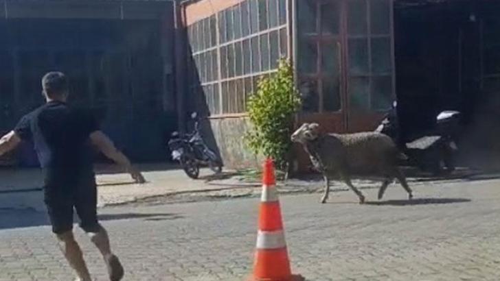 Sahibinin elinden kaçan kurbanlık koç, zor anlar yaşattı