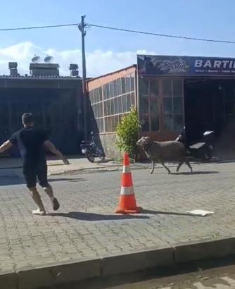 Sahibinin elinden kaçan kurbanlık koç, zor anlar yaşattı