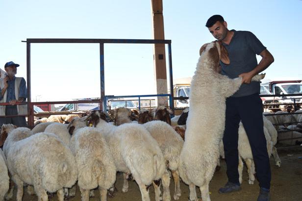 Mardin Kızıltepe’de hayvan pazarında bayram yoğunluğu
