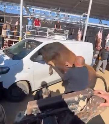 Kesimden kaçan boğa minibüsün camından içeri girmeye çalıştı