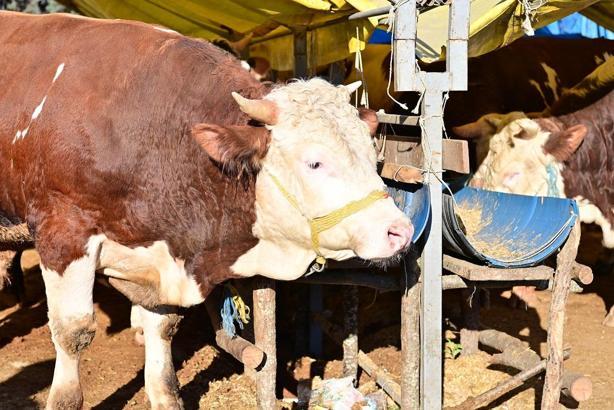 Bahçelievler Belediyesi, kurban kesim alanlarında çalışmalarını sürdürüyor
