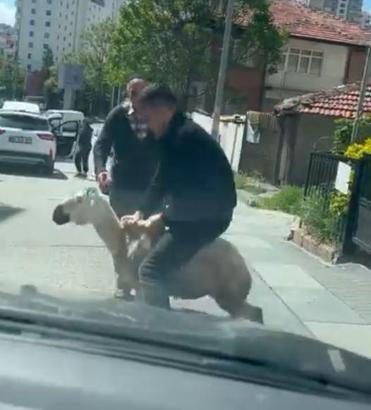 Ankara'da kaçan kurbanlıklar kamerada