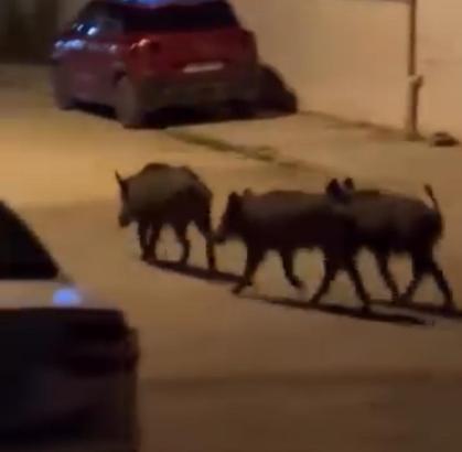 Hatay'da domuz sürüsü mahalleye indi