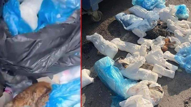 İzmir’de 33 kedinin ölü bulunduğu olayda yeniden gözaltına alınan veteriner tutuklandı