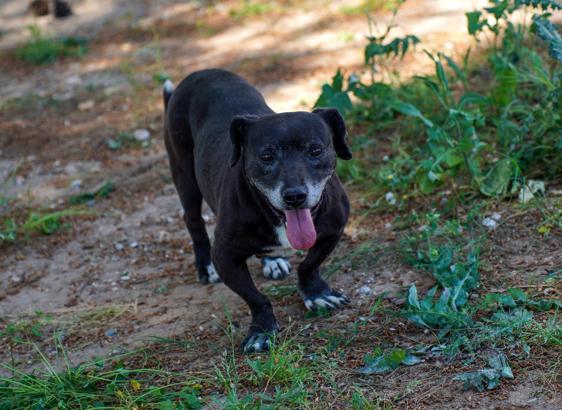 Engelli köpek 'Paytak' için sıcak yuva aranıyor