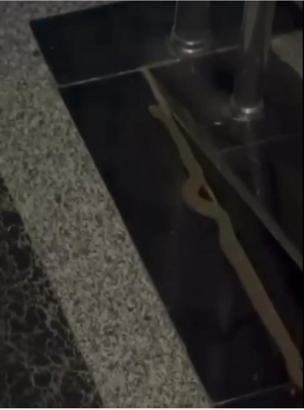 Diyarbakır’da binaya giren yılanı yakalayıp doğaya bıraktılar
