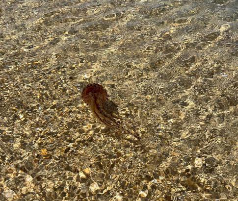 Saros’ta, zehirli ‘Pusula Denizanası’ görüldü