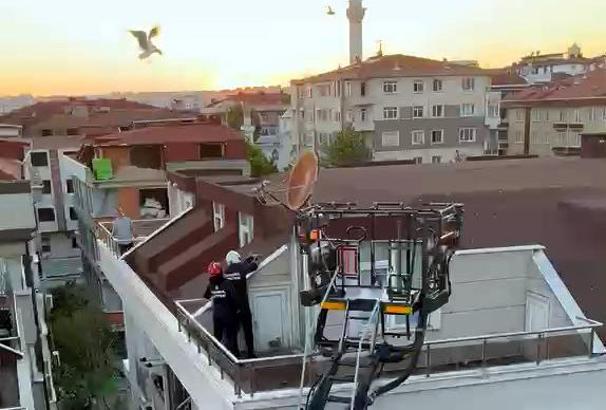 Avcılar’da yuvadan düşen yavru martıları itfaiye kurtardı