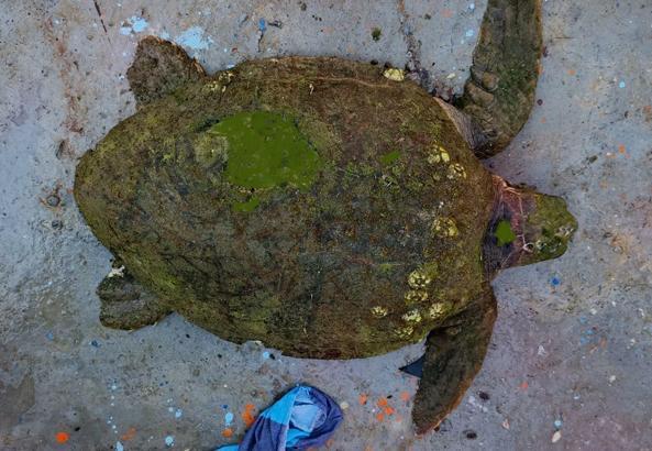 Kuşadası’nda yaralı bulunan caretta caretta tedaviye alındı