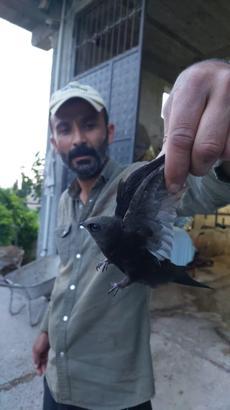 Besicinin ipe dolanan ebabili kurtardığı anlar kamerada