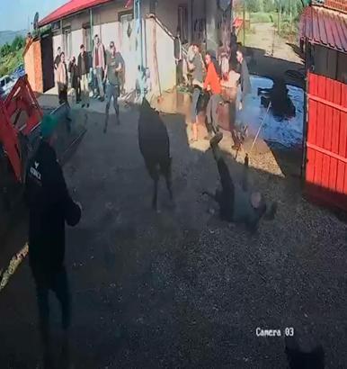 İpinden kurtulan boğanın etrafındakilere saldırısı kamerada