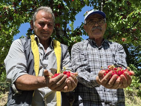 Malatya dalbastı kirazında rekolte beklentisi 4 bin ton