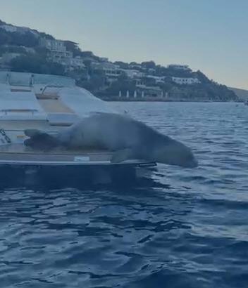 Bodrum'da motoryata çıkan Akdeniz foku kamerada