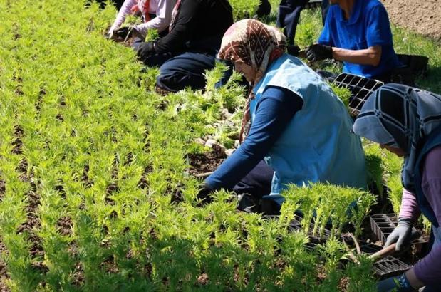 Osmangazi’de 260 bin çiçek toprakla buluşacak