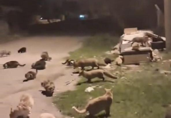 Balıkesir'de tilkiler sokakta yiyecek ararken görüntülendi