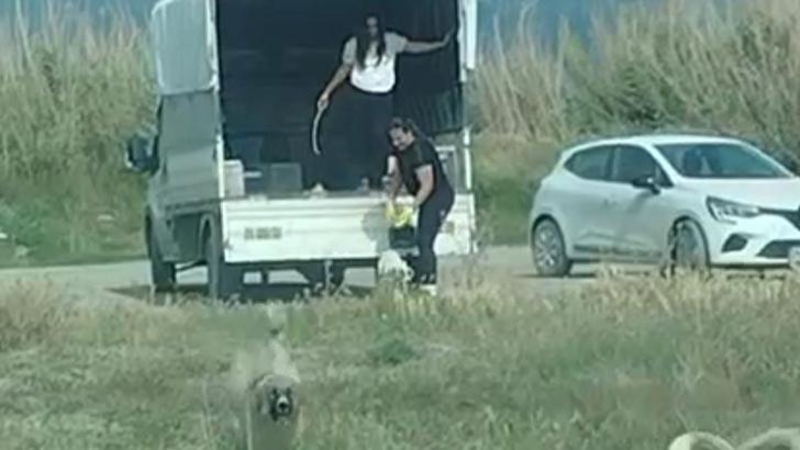 Kuşların doğal alanına kamyonetle çok sayıda köpek bıraktılar