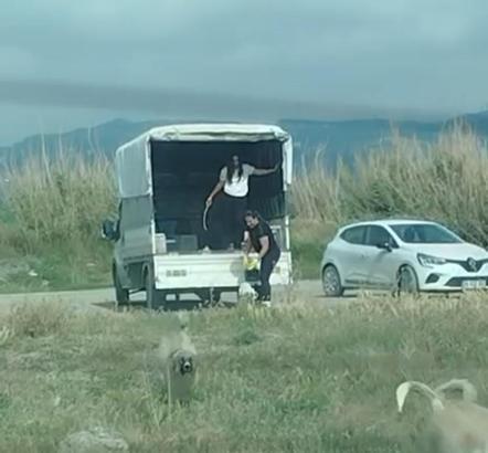 Kuşların doğal alanına kamyonetle çok sayıda köpek bıraktılar