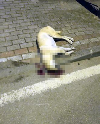 Oğlunu ısıran köpeği öldüren kişiye verilen beraat kararını istinaf bozdu