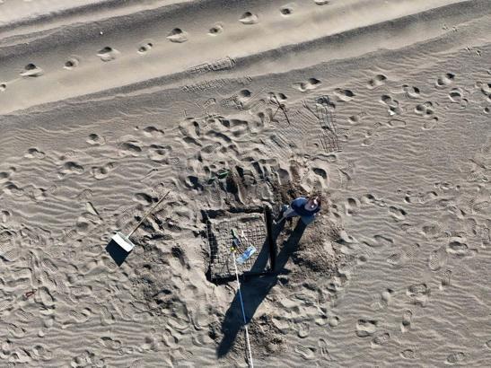 İztuzu Plajı'nda caretta caretta yuva sayısı 100'e ulaştı