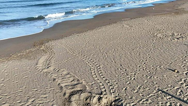 İztuzu Plajı'nda caretta caretta yuva sayısı 100'e ulaştı