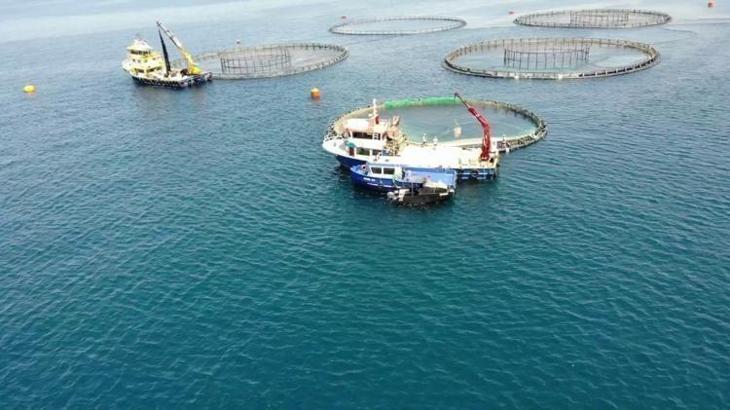 TÜİK: Su ürünleri üretimi 2025 yılında yüzde 11,1 arttı