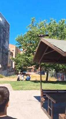 Sultangazi'de uçmasına yardım ettiği yavru karganın annesi saldırdı; başından yaralandı