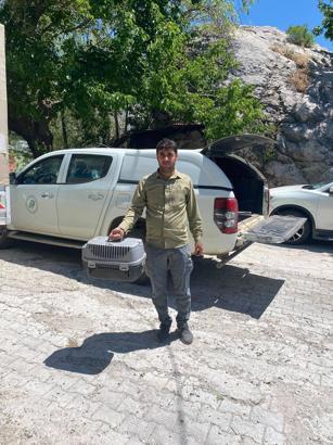 Yaralı şahin tedaviye alındı
