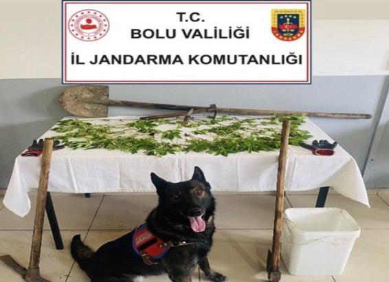 Kenevir eken şüpheli tutuklandı