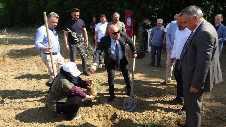 Marmarabirlik’ten mesleki eğitime anlamlı destek; bin 160 zeytin fidanı toprakla buluştu