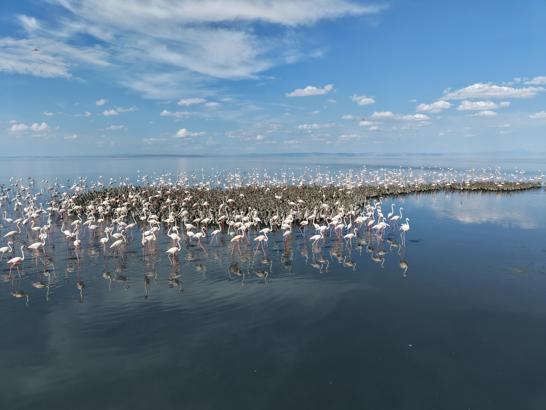 Tuz Gölü'nde 5 bin yavru flamingo kuluçkadan çıktı