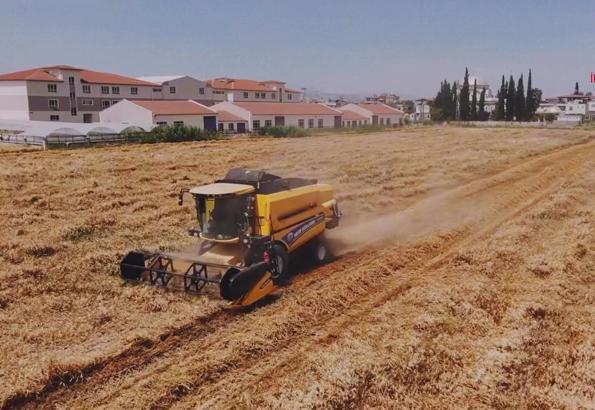 Öğrenciler buğday hasat etti