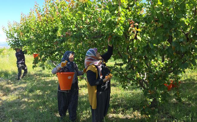Mut kayısısında rekolte artışı üreticiyi mutlu etti