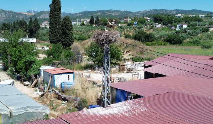 Kuşadası’nda elektrik direğine yuva yapan leylek çifti, yavrularını büyütüyor
