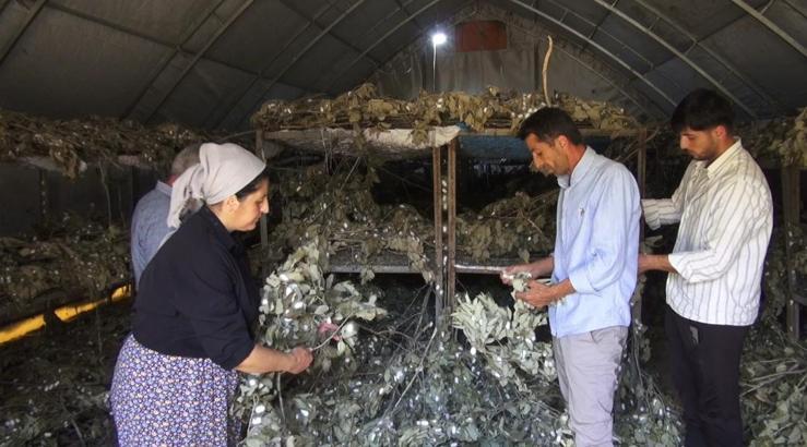 Sason’da ipek böcekçiliği 170 ailenin geçim kaynağı